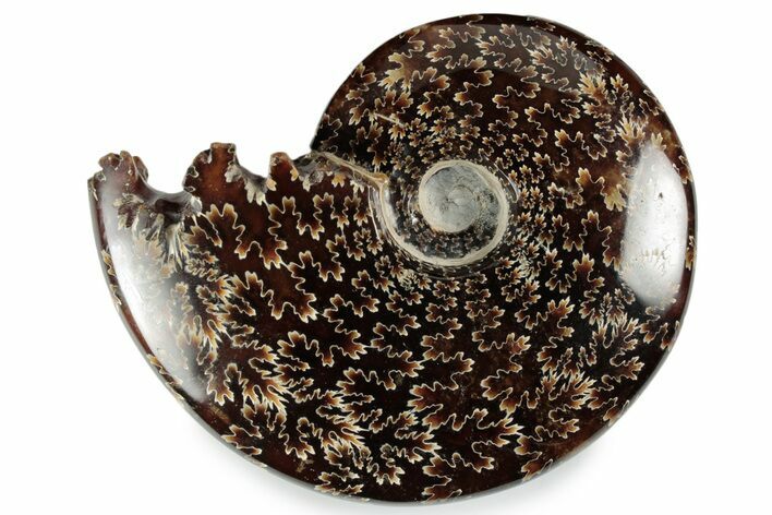 Polished Ammonite (Cleoniceras) Fossil - Madagascar #358452